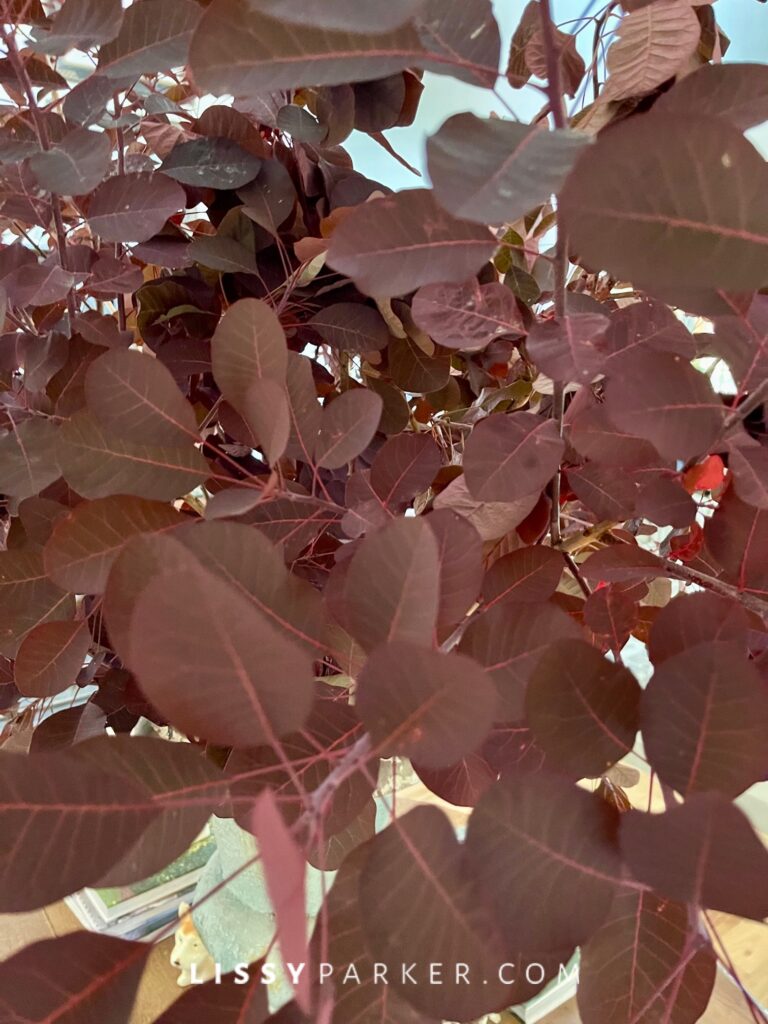 Friday Flowers-purple smoke bush