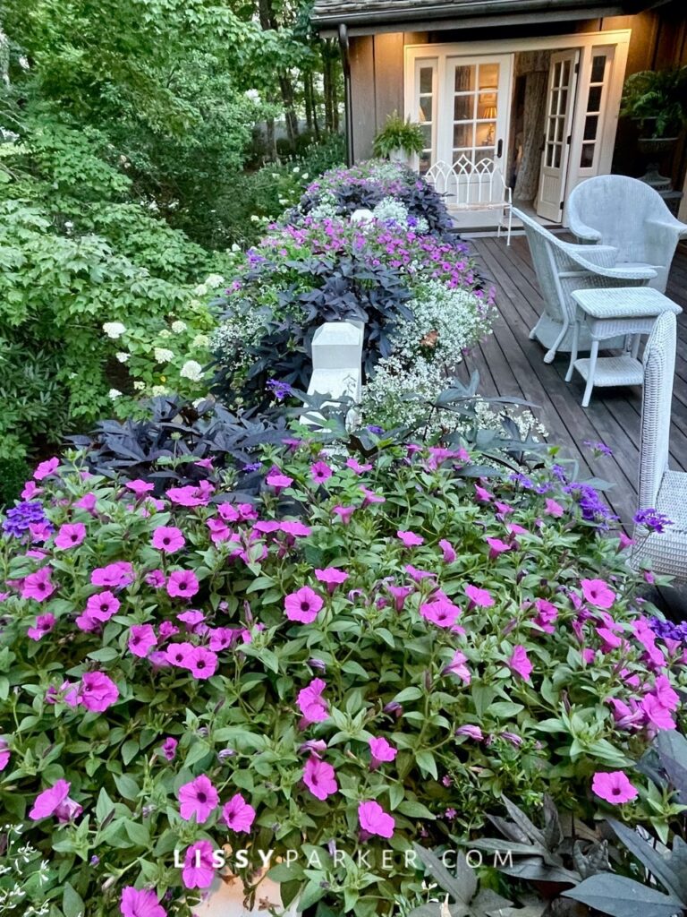 Summer window boxes