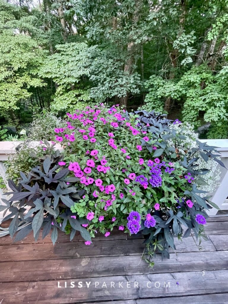 Summer window boxes