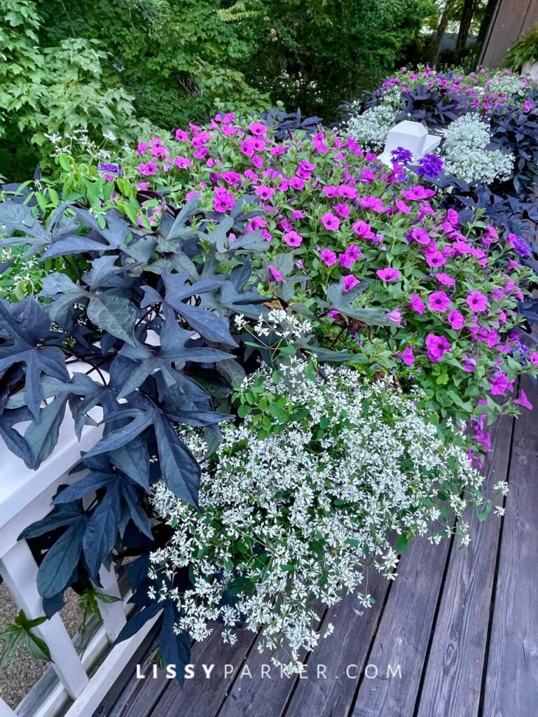 Summer window boxes