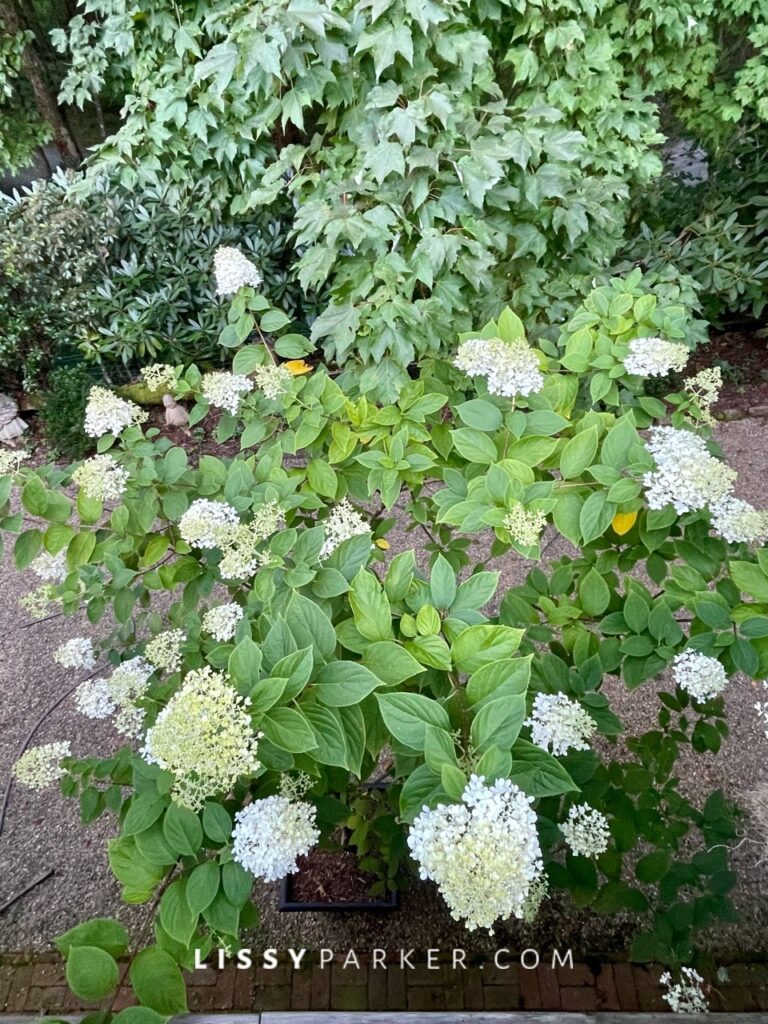 Summer window boxes