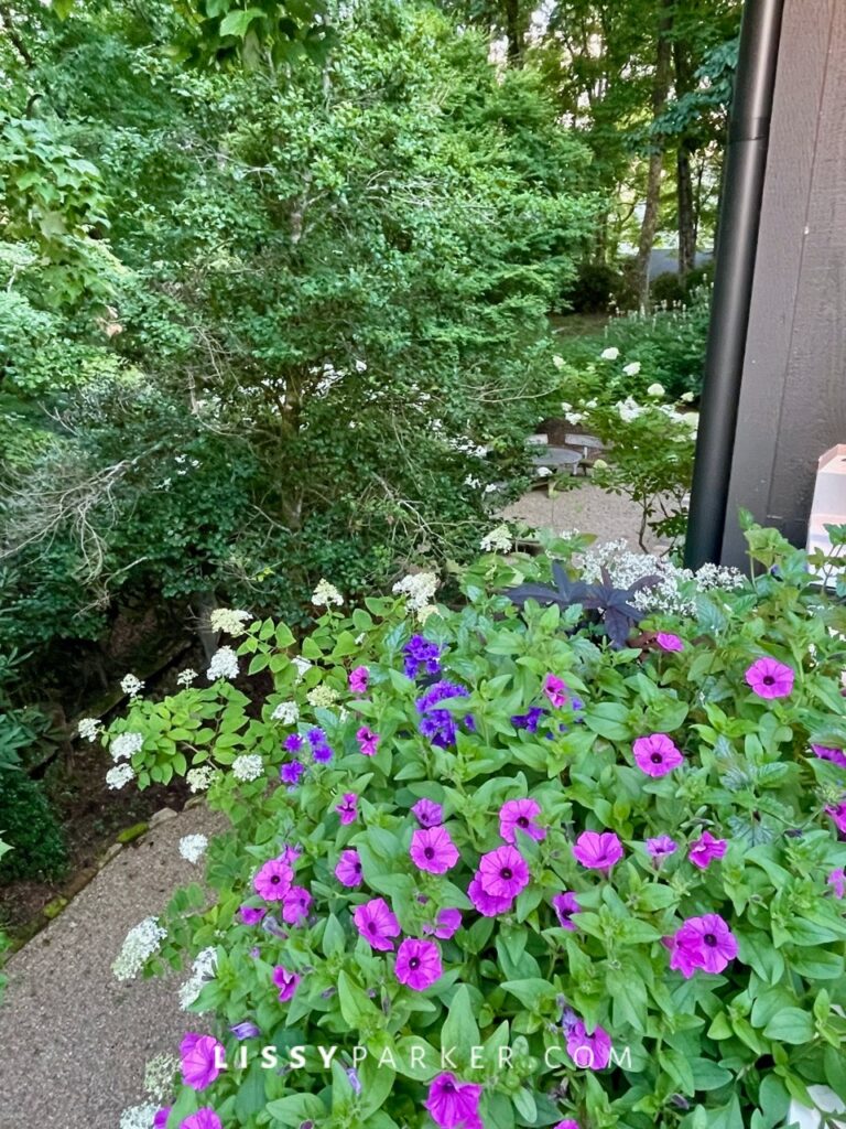 Summer window boxes