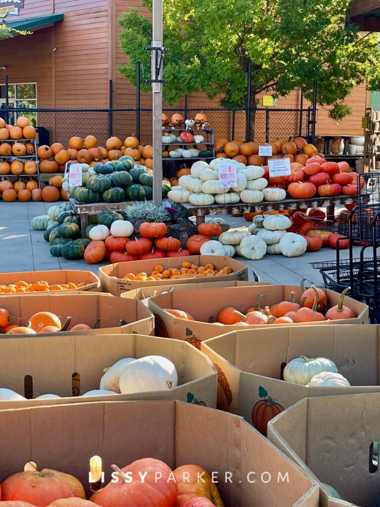 Pumpkin shopping