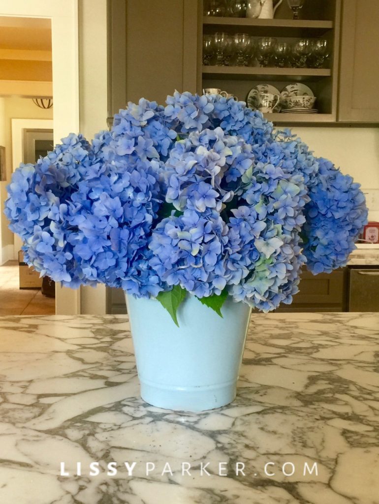 Blue Hydrangea, Friday Flowers